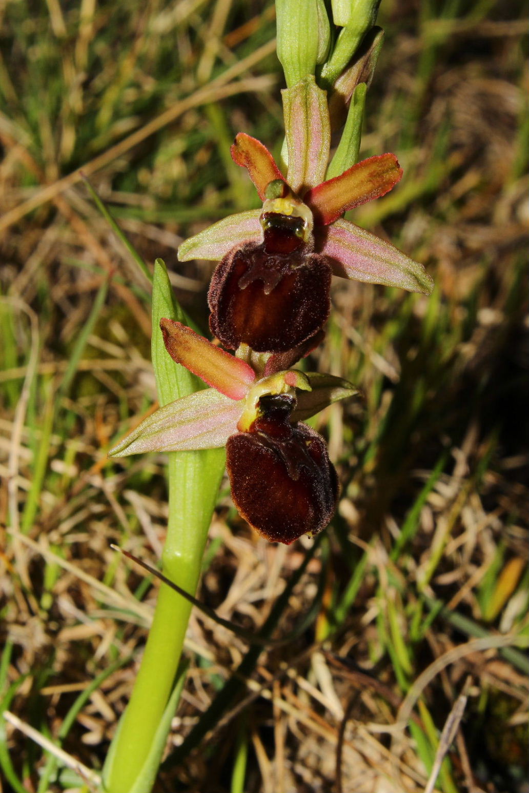 Ophrys arachnitiformis a confronto